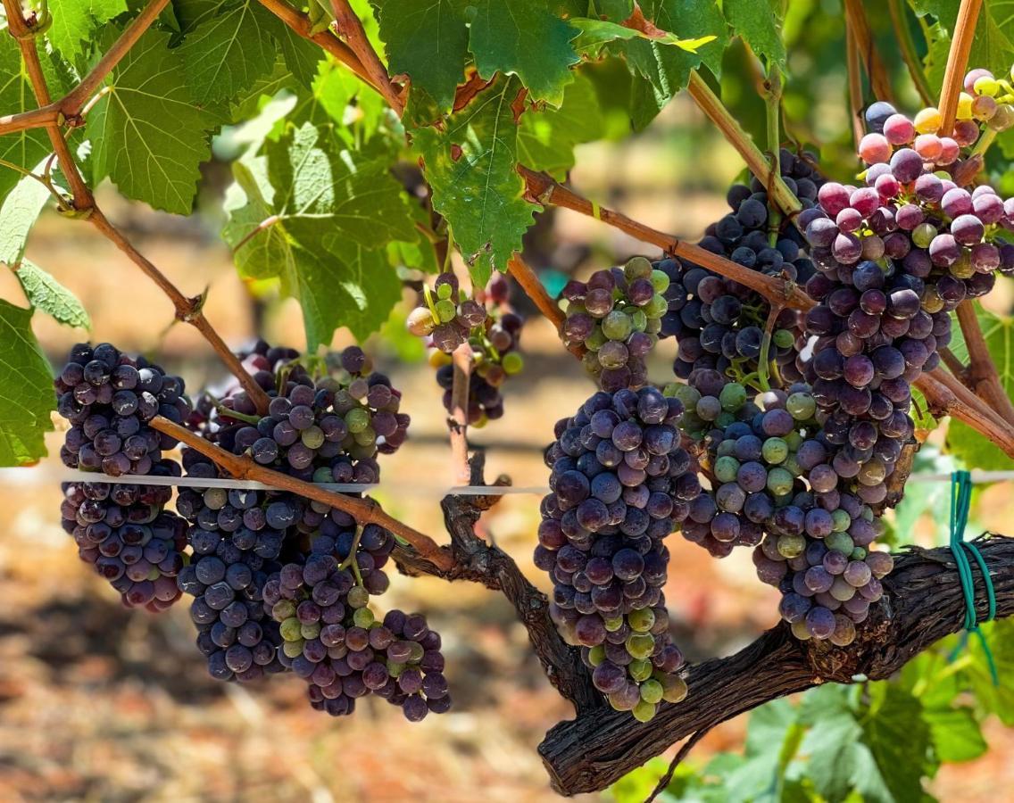 B&B La Vigna Carovigno Εξωτερικό φωτογραφία